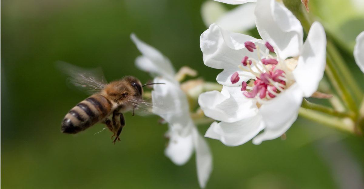 New Study Shows Roundup Kills Bees